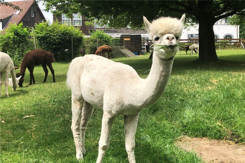 Tierische Tröster: Wie Alpakas trauernde Kinder und Familie aufbauen Alpakas sind für Kinder Quellen der Ruhe und der Kraft.
