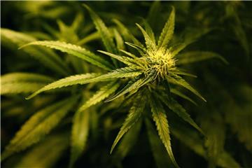Als erstes führendes Industrieland der Welt hat Kanada den Anbau und Verkauf von Cannabis legalisiert. Foto: Gareth Fuller, PA Wire
