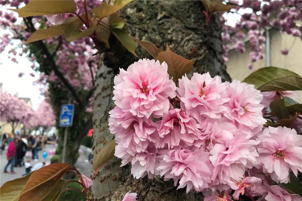 Als "Kirschblütenflüsterer" hat Jörg Rost schonmal einen guten Job gemacht: Die rosa Pracht ist noch da.