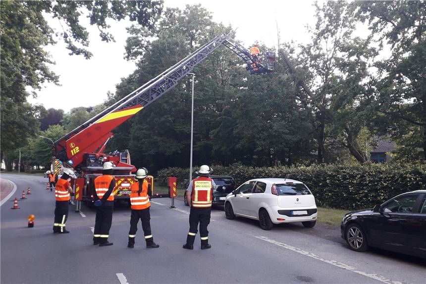 20 Meter hoher Baum an Münsterstraße in Werne kippt um - Feuerwehr rückt aus Als Sofortmaßnahme wurde der Bereich weiträumig abgesperrt um mögliche Personenschäden zu vermeiden.
