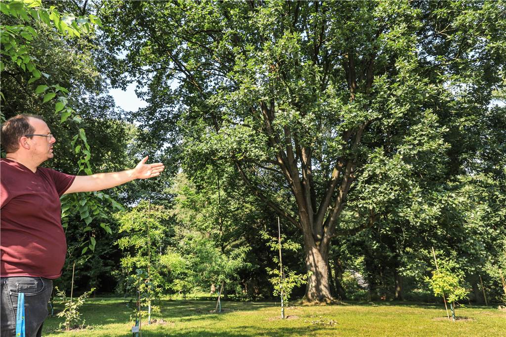 Bäume werfen plötzlich Äste ab – Gefahr für Spaziergänger Alt und jung: Im Schatten der großen Eiche wurden testweise neue, verschiedene Eichenarten gepflanzt, deren Wachstum die Gärtner aufmerksam verfolgen.