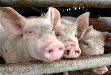Am 17. Januar ist „Swienetöns“ in St. Antonius Lavesum. Echte Schweine werden aber nicht mehr verlost.