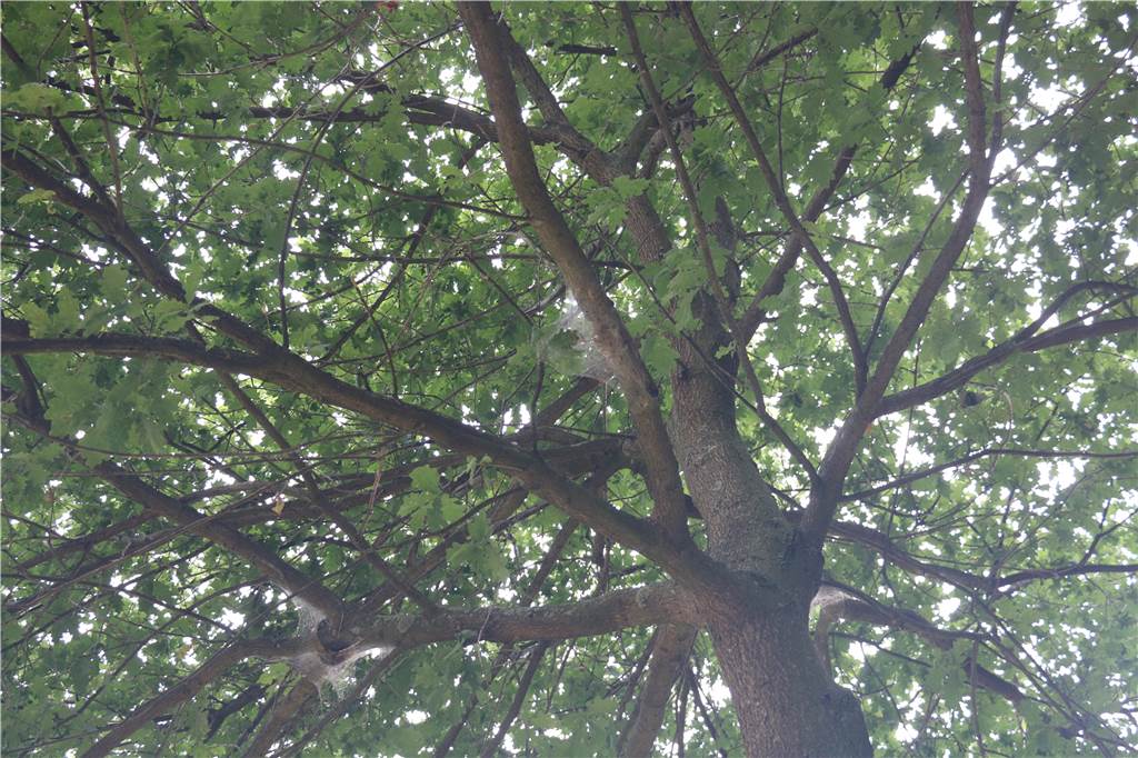 Erst Kitas, zuletzt Waldwege: So geht die Stadt Werne gegen die EPS-Plage vor Am Bellingholz sind alle Eichen der Allee mit dem Eichenprozessionsspinner mit mindestens einem Nest befallen. Dort werden derzeit die Raupen abgesaugt.