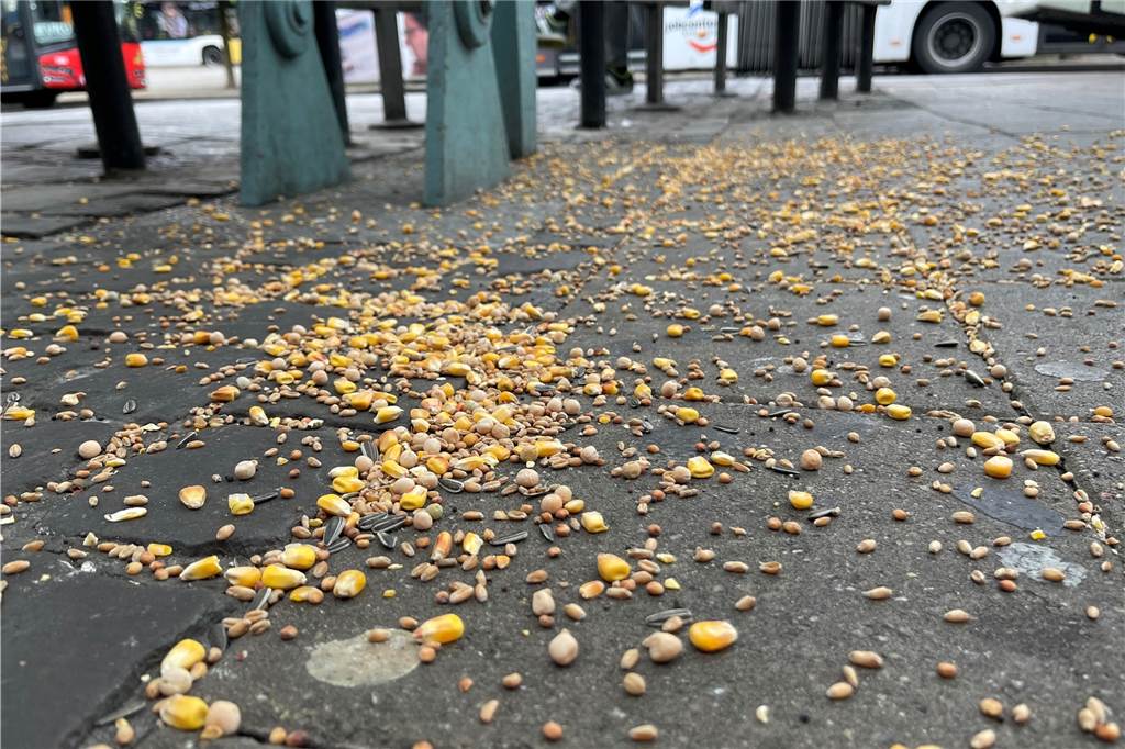 Tauben-Problem in Lüner Innenstadt: Pilotprojekt soll Lösung bringen Am Busbahnhof wird regelmäßig Vogelfutter ausgebracht. Tauben sieht man allerdings oft keine.