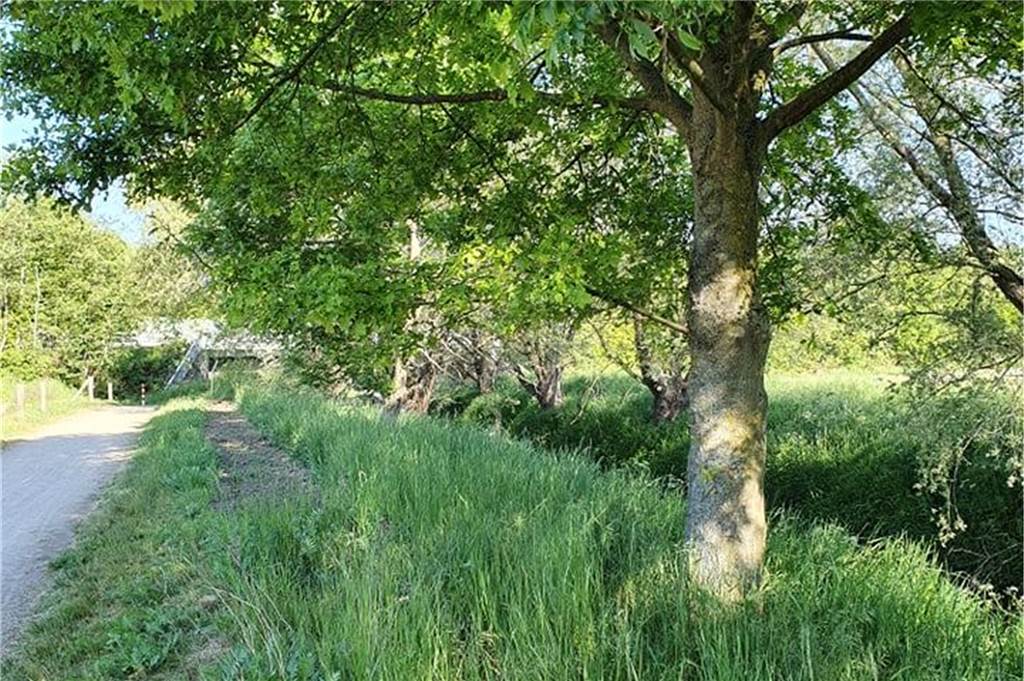 Tückisches Stadium erreicht: Erste Gift-Raupen in Heek gesichtet Am Dinkelweg gilt es aufzupassen: Die Giftraupe wandert dort herum.