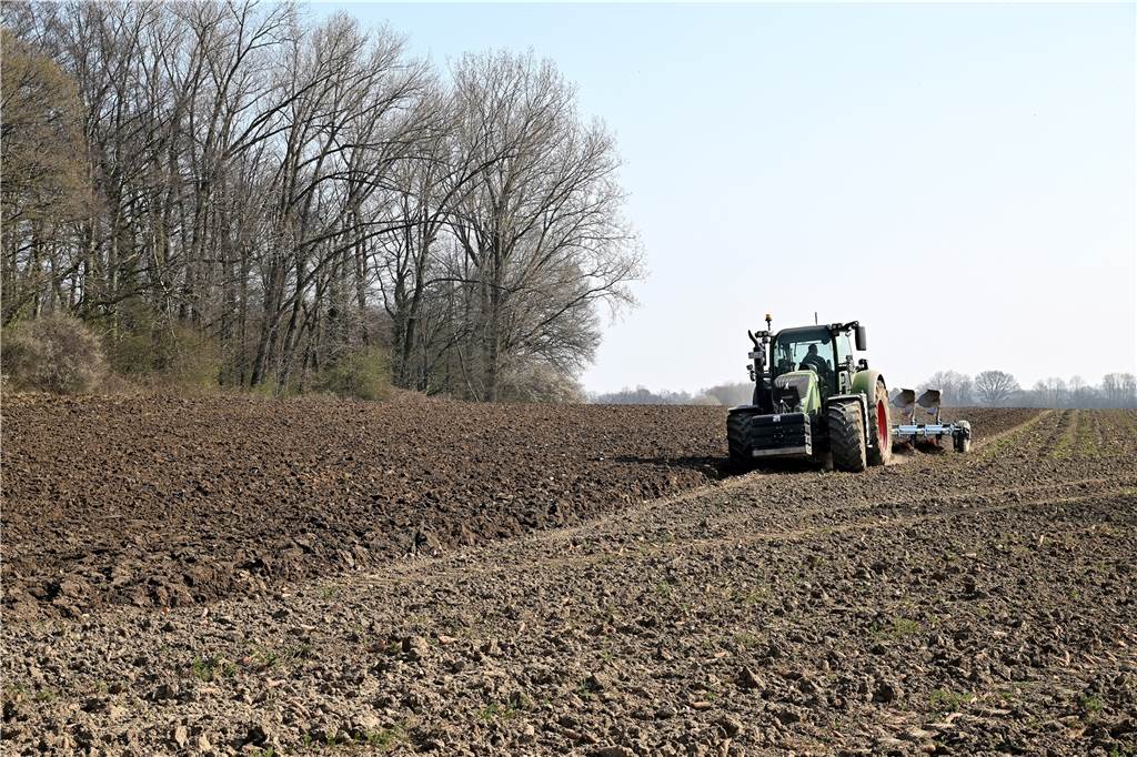 Möhren in Lünen nicht geerntet - Landwirt erklärt ungewöhnliche Aktion Am Donnerstag, 24. März, wurden die Möhren untergepflügt.