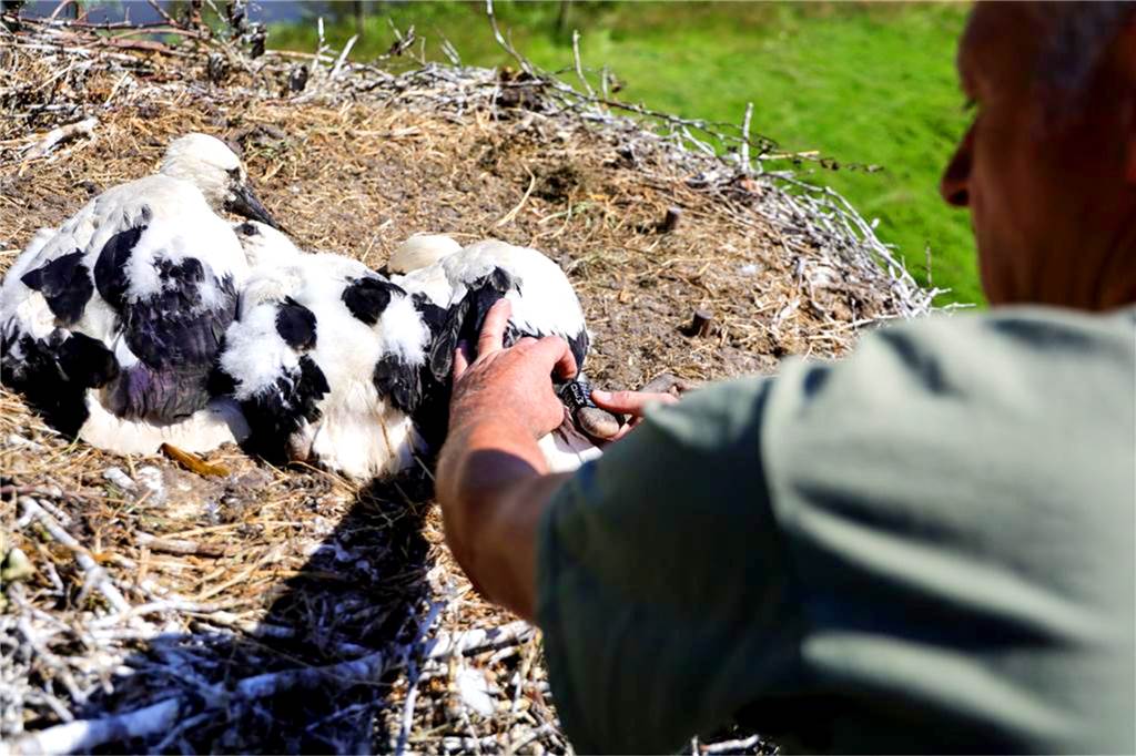 Am Donnerstag (Fronleichnam) wurden die drei Jungstörche beringt. Durch die eingestanzte Nummer können sie jetzt weltweit einwandfrei identifiziert werden. 