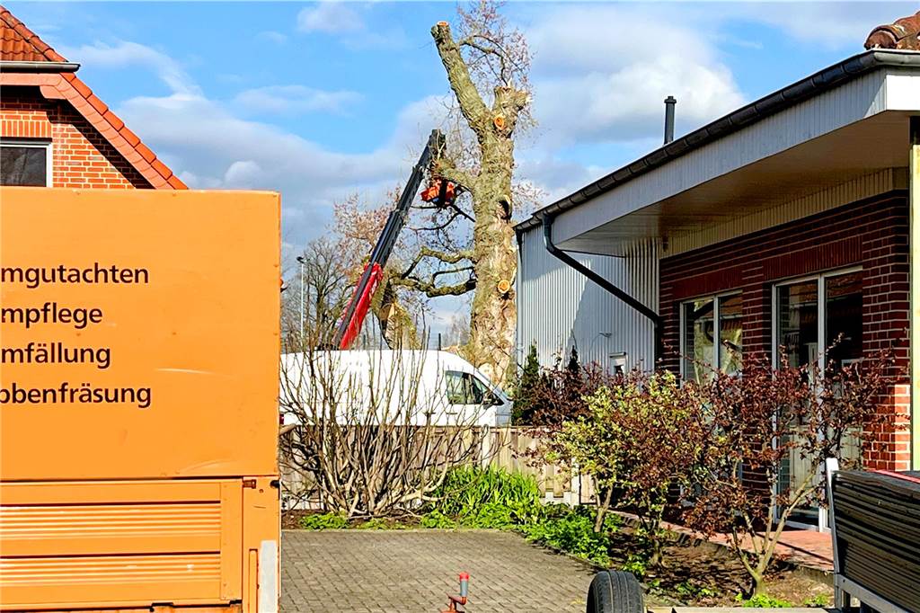 Mächtige Pappel gefällt: Sachverständiger beendet Zusammenarbeit mit Ahaus Der Stamm der Schwarzpappel