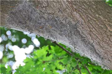 Am Galgenberg in Lippramsdorf waren im vergangenen Sommer mehrere Eichen befallen.