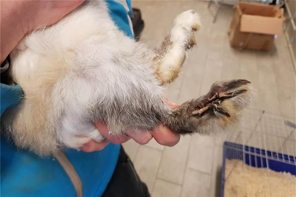 Verwahrlostes und schwer verletztes Kaninchen auf Parkplatz ausgesetzt Am hinteren Pfötchen liegen sogar die Knochen offen.