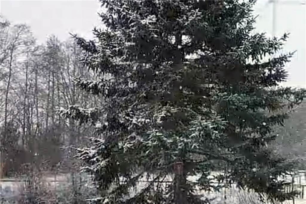 Am Hof Herdering in Ahle ist Leserin Beate Heuer dieses Bild von einer winterlichen Tanne am Teich gelungen.