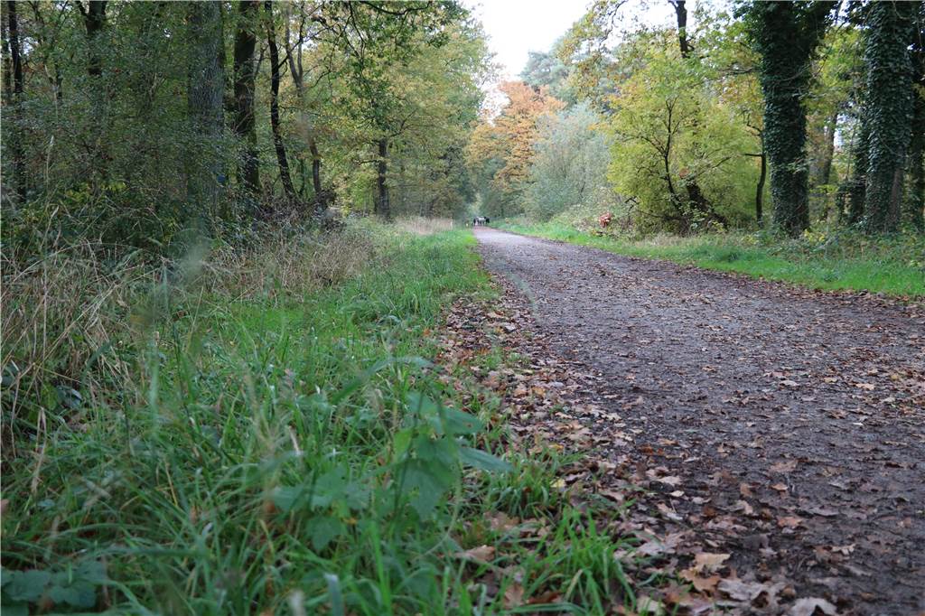 Am linken Rand des Weges, hier völlig von Gras zugewachsen, lässt sich ein ursprünglicher Reitweg nicht einmal erahnen. 