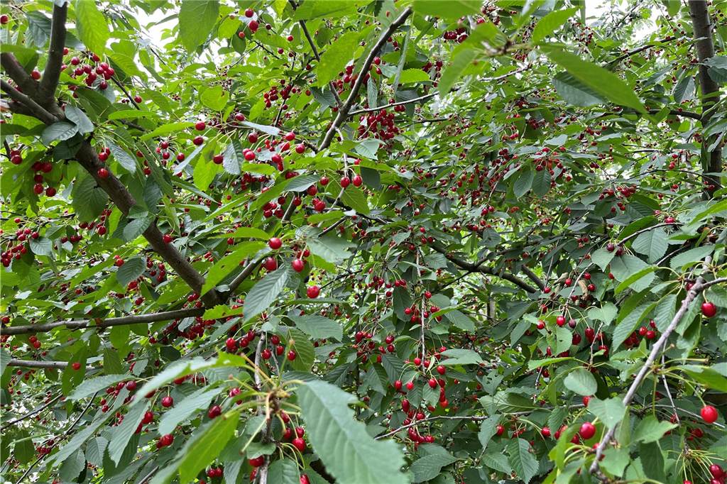Gratis Obst, Beeren und Kräuter sammeln: Mundraub.org kennt die Spots Am Lippeufer in Lünen stehen gleich zwei Kirschbäume, an denen Sammler die Früchte umsonst pflücken können.