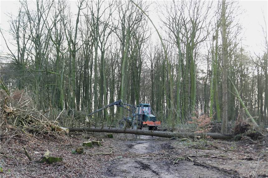 Oedinger Busch ist nach dem Sturm wieder freigeräumt Am Mittwochmorgen räumten Mitarbeiter einer Holzeinschlagfirma die Wege im Oedinger Busch von den umgefallenen Bäumen wieder frei.