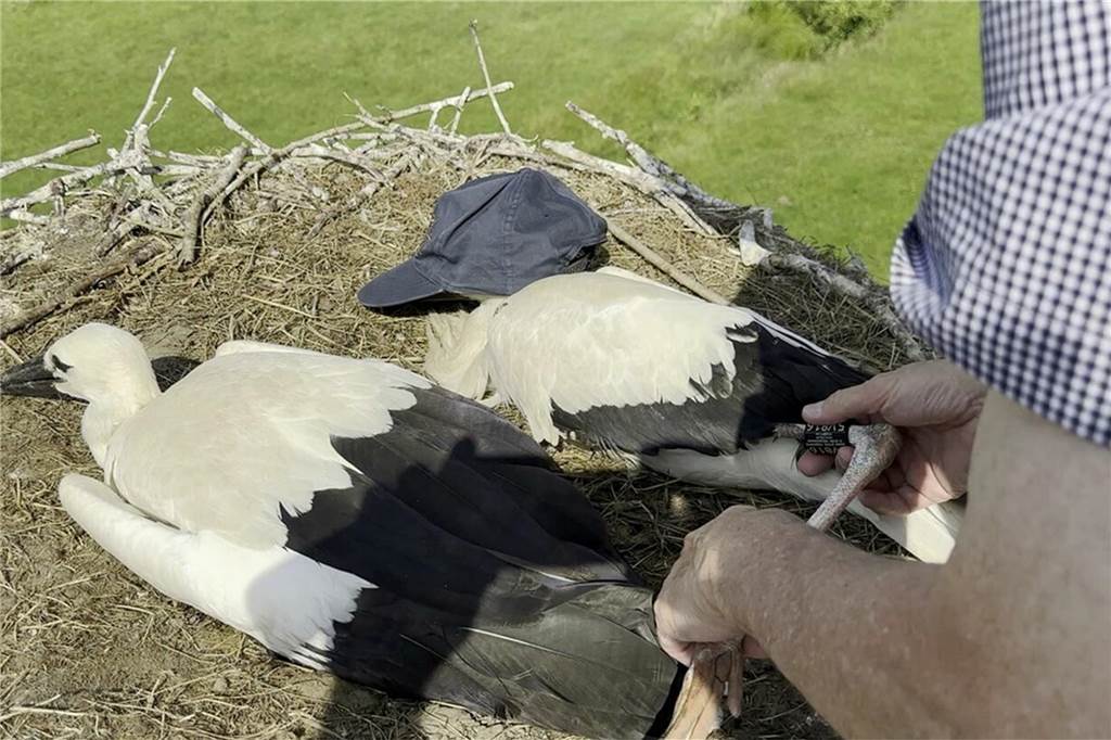 Dortmunds Storchenbabys haben einen Namen: Gewinnerin ist Claudia Thee Am Montagabend (10.7.) wurden die beiden Jungstörche beringt. In wenigen Tagen werden sie flügge und den Horst verlassen. Anfang August geht es für sie Richtung Süden.