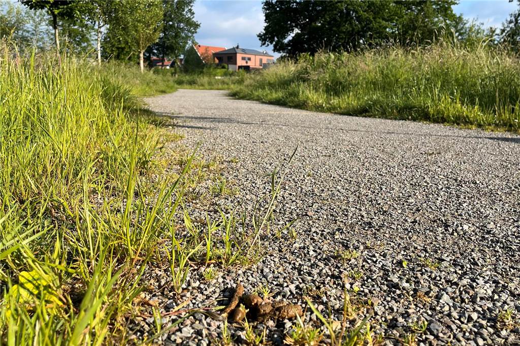 Hundekot-Problematik in Legden: Gesundheitsgefahr für Menschen und Tiere Ein Hundehaufen mitten auf einem öffentlichen Weg in Legden.