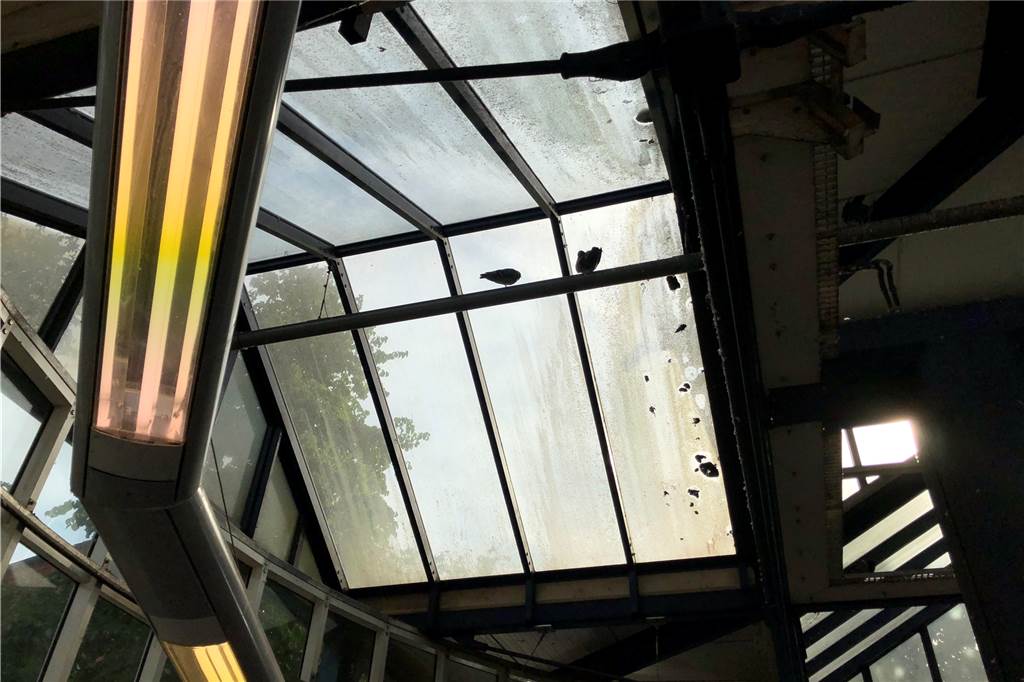 Die Deutsche Bahn verspricht Besserung für das Taubenproblem Am S-Bahnhof Lütgendortmund hocken und gurren die Tauben unterm Dach – zum Leidwesen der Pendler.