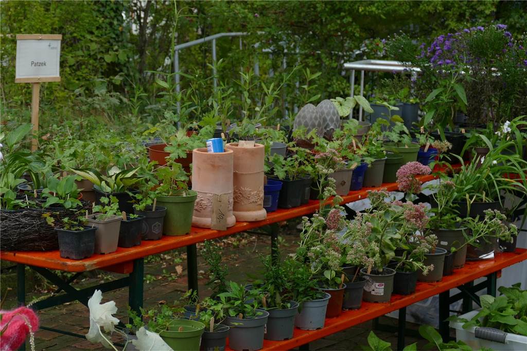 Musik und mehr am Tag der Artenvielfalt: Pflanzen und Tipps für Gartenfans