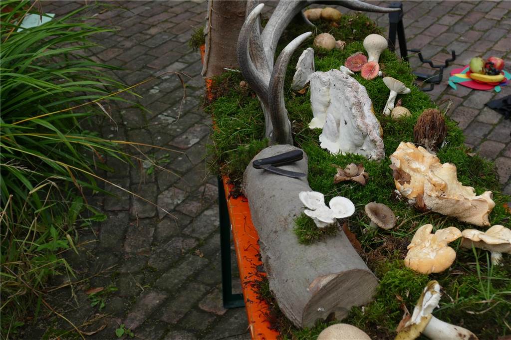 Musik und mehr am Tag der Artenvielfalt: Pflanzen und Tipps für Gartenfans