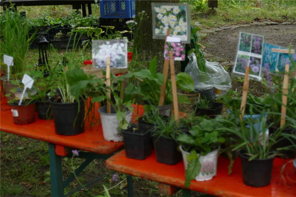 Musik und mehr am Tag der Artenvielfalt: Pflanzen und Tipps für Gartenfans