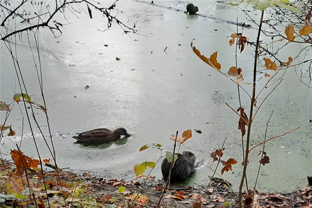 Am Teich in Cappenberg: Das Nagetier, das auch tagsüber aktiv ist, lebt in friedlicher Nachbarschaft zu den Enten. Und zu den neugierigen Spaziergängern. Im Hintergrund ein Artgenosse.