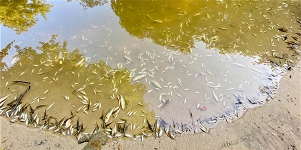 Erschreckendes Video: Tausende tote Fische in der Stever in Haltern Am Ufer der Stever schwimmen aktuell viele tote Fische.