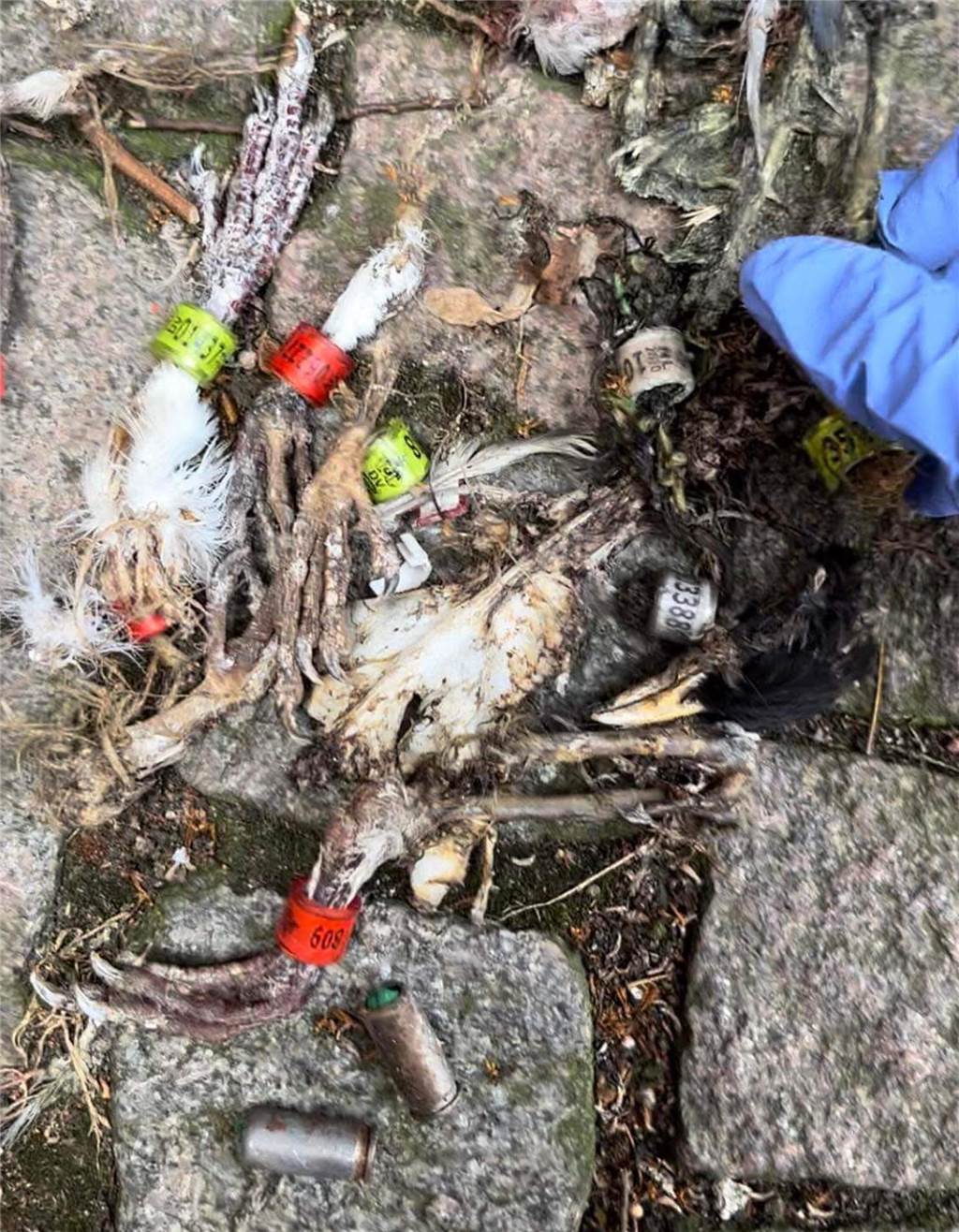 Wanderfalke im Kirchturm ist Vogelschützerin ein Dorn im Auge Am unteren Bildrand ist die Munition erkennbar, die der Vogelschutzverein neben den abgeknabberten Vogelbeinen auf dem Marktplatz gefunden hat.