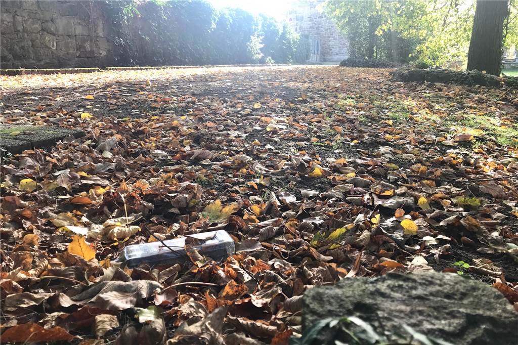 Rattenplage in Dorsten: Warum das Problem jetzt besonders auffällt und was man tun kann Am Westwall und Westgraben sowie in der kleinen Parkanlage am Ehrenmal fühlen sich Ratten offenbar pudelwohl.