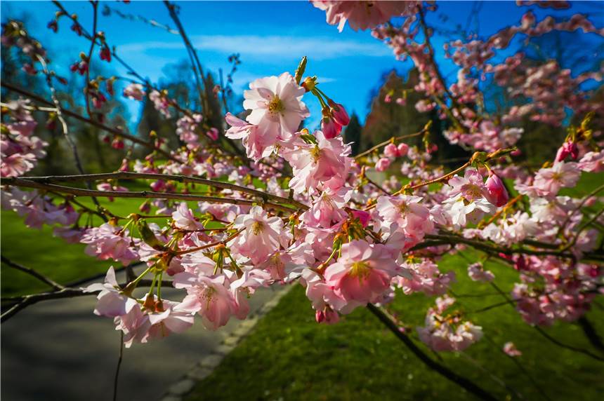 Am Wochenende wird es in Dortmund so warm wie auf Mallorca Am Wochenende wird das Wetter in Dortmund frühlingshaft. Im Rombergpark blüht es schon gewaltig
