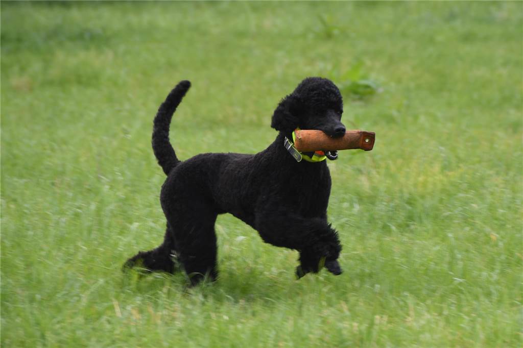 Besondere Ausbildung für Großpudel Amira: Vom Schmusetier zum Jagdhund Amira ist verspielt und tollt gern über Felder und Wiesen.
