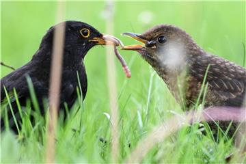 Amsel oder Drossel? Hilfe bei der Bestimmung findet man im Internet. Foto: Felix Kästle