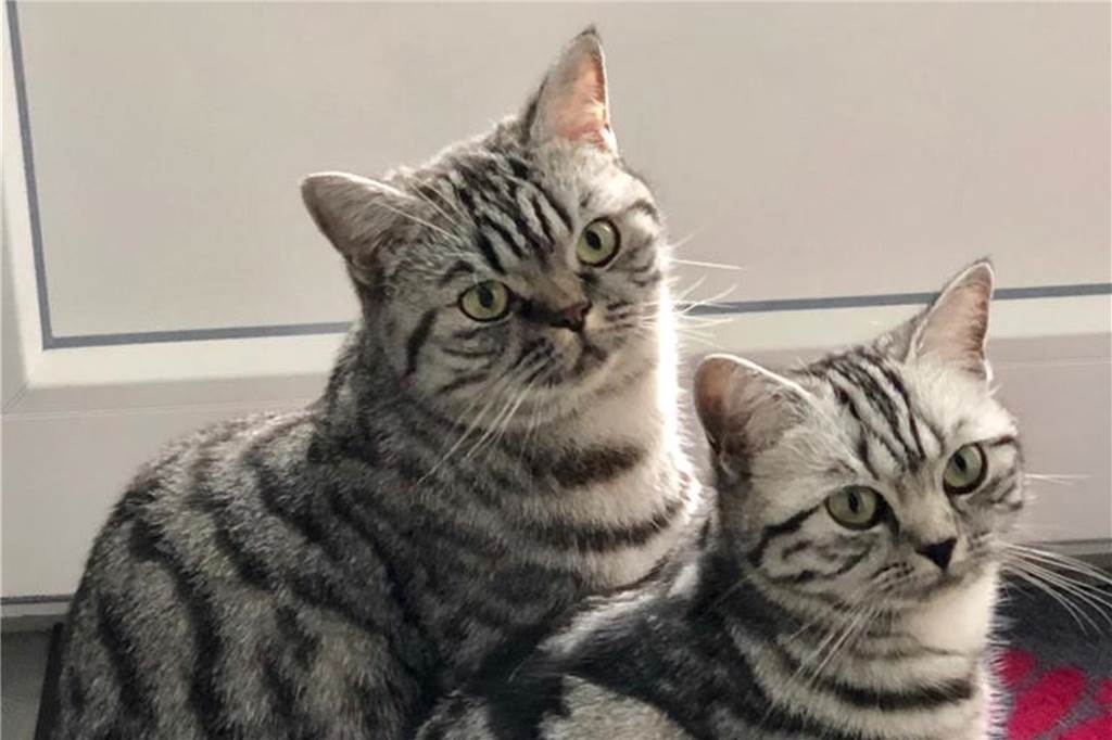 Katzen