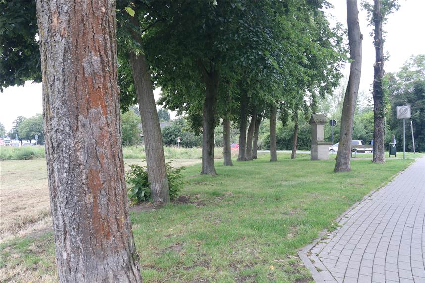 Nach Todesfall im Umweltamt: Stadt rechnet mit Verzögerungen bei Nachpflanzungen An den 12 Bäumen stehen nur noch 11 Bäume. Das wird bis zum Herbst 2021 auch so bleiben.