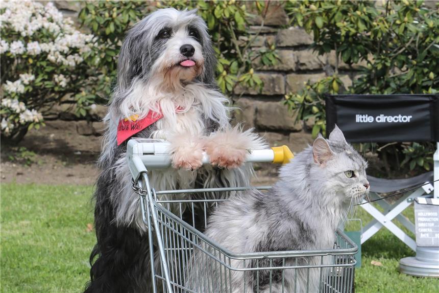 Erlebniswelt mit mehr als 11.000 Hunden und 500 Katzen An den 164 Industrieständen gibt es alles für Hunde und Katzen in riesiger Auswahl und zu günstigen Messepreisen.
