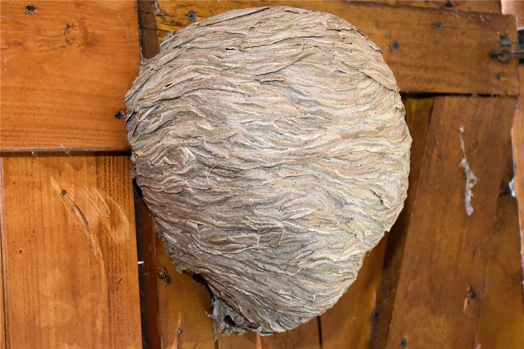 Kleingärten in Lünen: Corona-Flucht und Regel-Frust An den Fensterläden des Vereinsheims haben Wespen ein neues Zuhause gefunden.