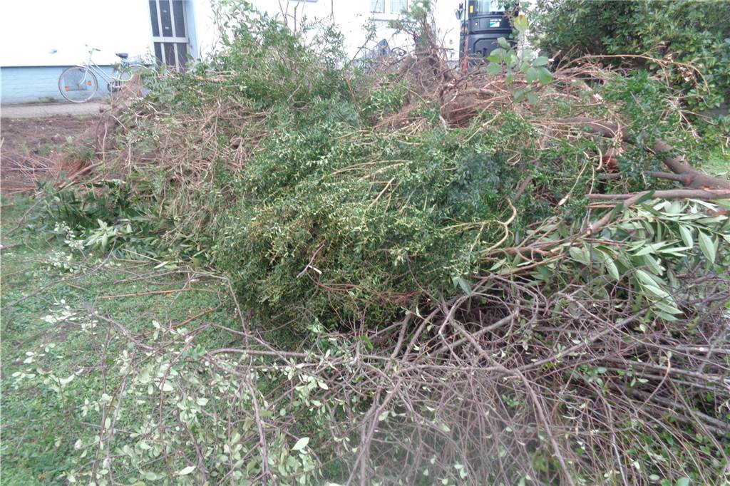 Mieter geschockt von Kahlschlag in mehreren Wohnquartieren in Lünen An der Christian-Morgenstern-Straße wurden Büsche und Sträucher von einem Gartenbauunternehmen in den letzten beiden Januarwochen entfernt.