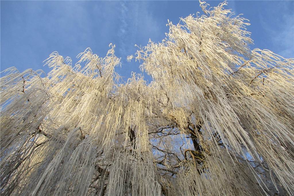 An der Funne in Selm waren die Bäume komplett mit Frost überzogen.