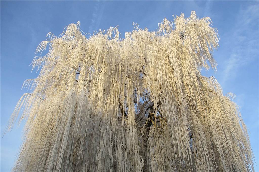 An der Funne in Selm waren die Bäume komplett mit Frost überzogen.