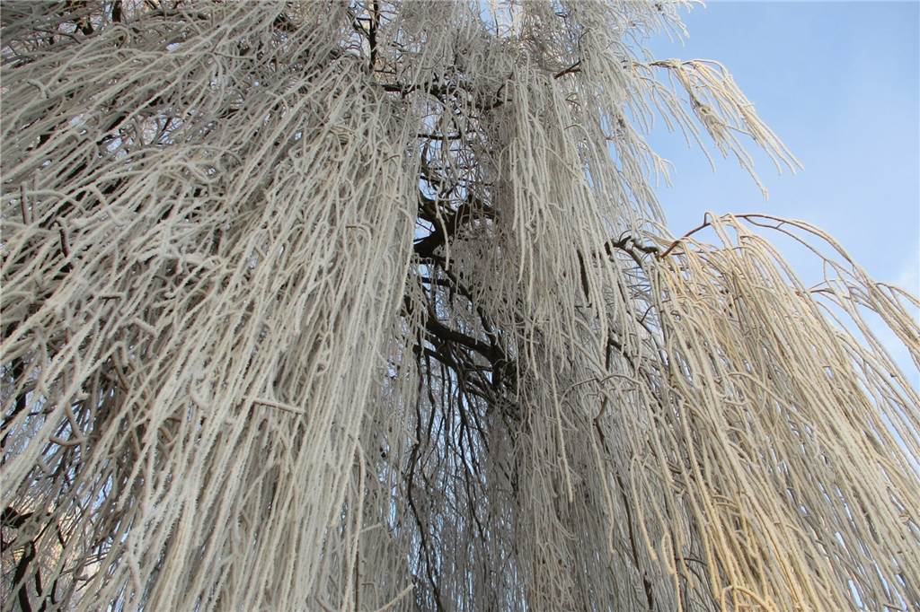 An der Funne in Selm waren die Bäume komplett mit Frost überzogen.