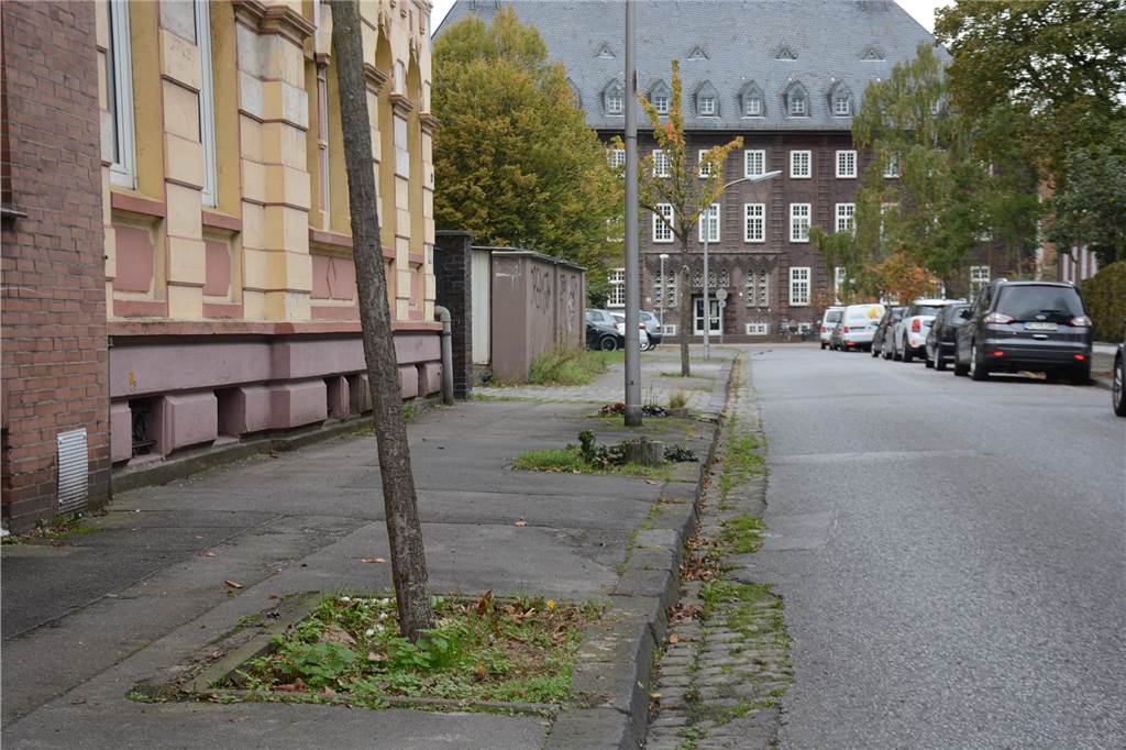 Hier können Bürger in Dorsten vermisste Straßenbäume melden An der Schillerstraße finden sich immer wieder leere Baumscheiben in der ausgedünnten Baumreihe.