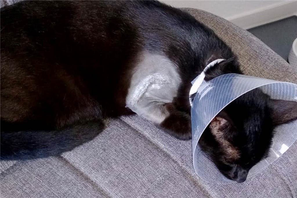 Mit Luftgewehr auf Katze geschossen: „Jemand wollte sie umbringen“ An der Schulter, wo die Kugel herausoperiert wurde, hat Luna eine große Wunde.