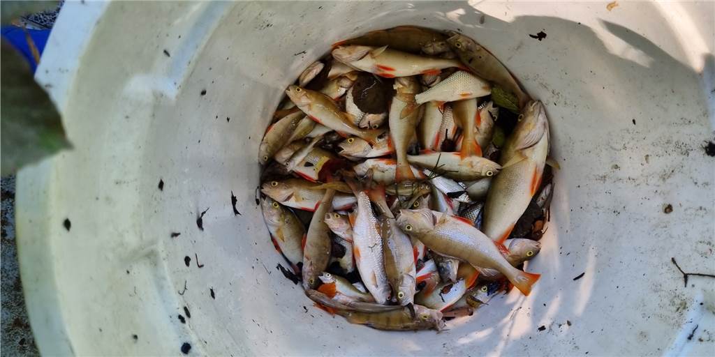 750 Kilo tote Fische in der Stever: Feuerwehr ist in Haltern im Einsatz An der Stever sind tausende Fische gestorben. Gelsenwasser nennt jetzt den Grund.