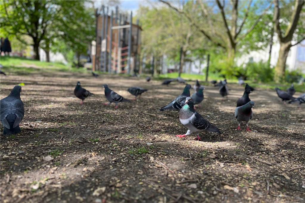 Nach Hunde-Attacken auf Spielplatz: „Laufen hier immer frei herum“ An diesem Nachmittag laufen keine Hunde über den Spielplatz, nur jede Menge Tauben.