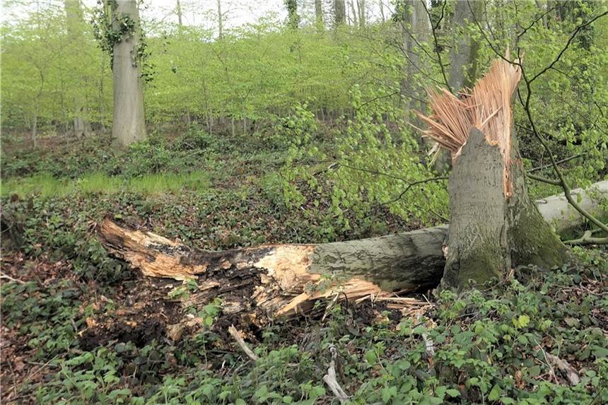 Gefahr im Oedinger Busch: Sturmböen brechen trockene Buchen ab An diesem zerspanten Baumstupf im Oedinger Busch ist sehr deutlich die Kraft des Sturms zu sehen, die zum Abdrehen geführt hat.
