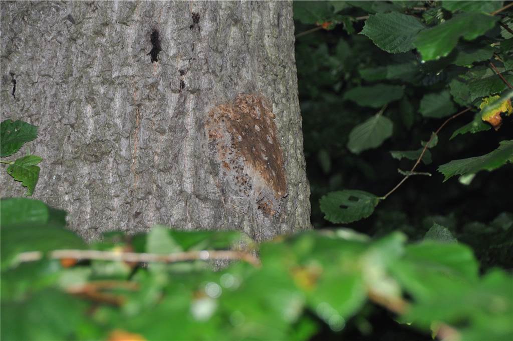 Raupen-Ärger zieht Kreise: Waldbesitzer geht gegen Grünschnitt-Sünder vor An dieser Eiche hat der Eichenprozessionsspinner ein Nest gebaut.
