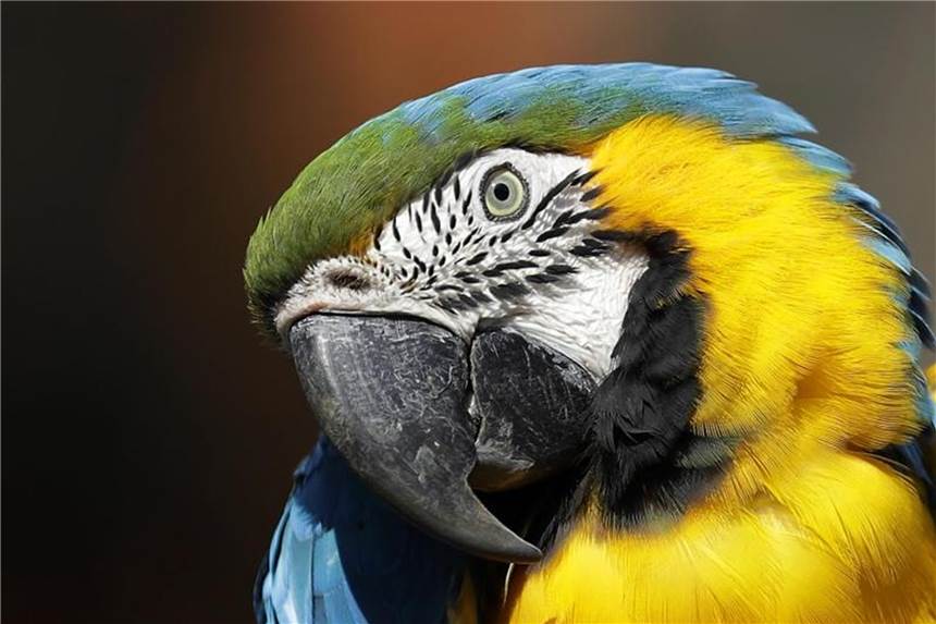 An ein Fluggeschirr müssen sich Papageien erst langsam gewöhnen. Foto: Antonio Calanni