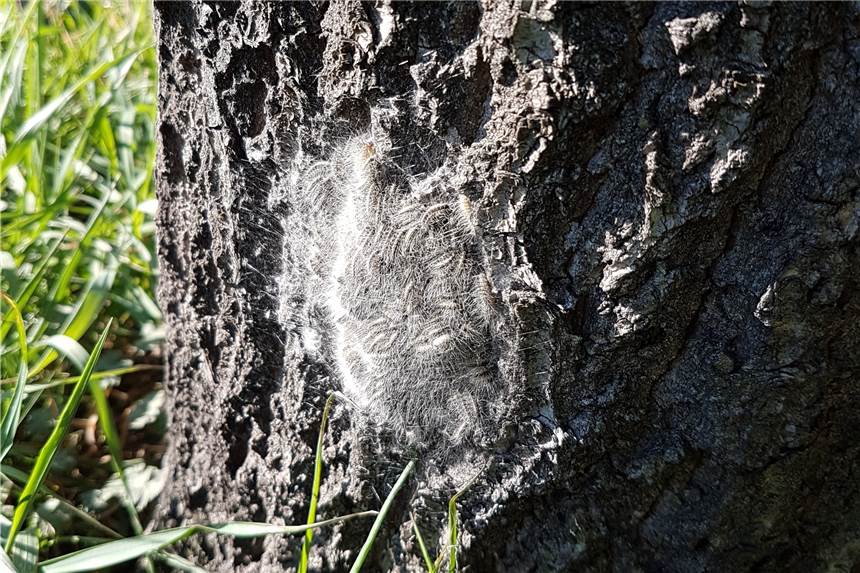 Eichenprozessionsspinner ist zurück: Raupen an Baum gefunden An einem Baum Am Rapensweg in Ickern ist erstmals ein Befall mit dem Eichenprozessionsspinner in diesem Jahr gemeldet worden.