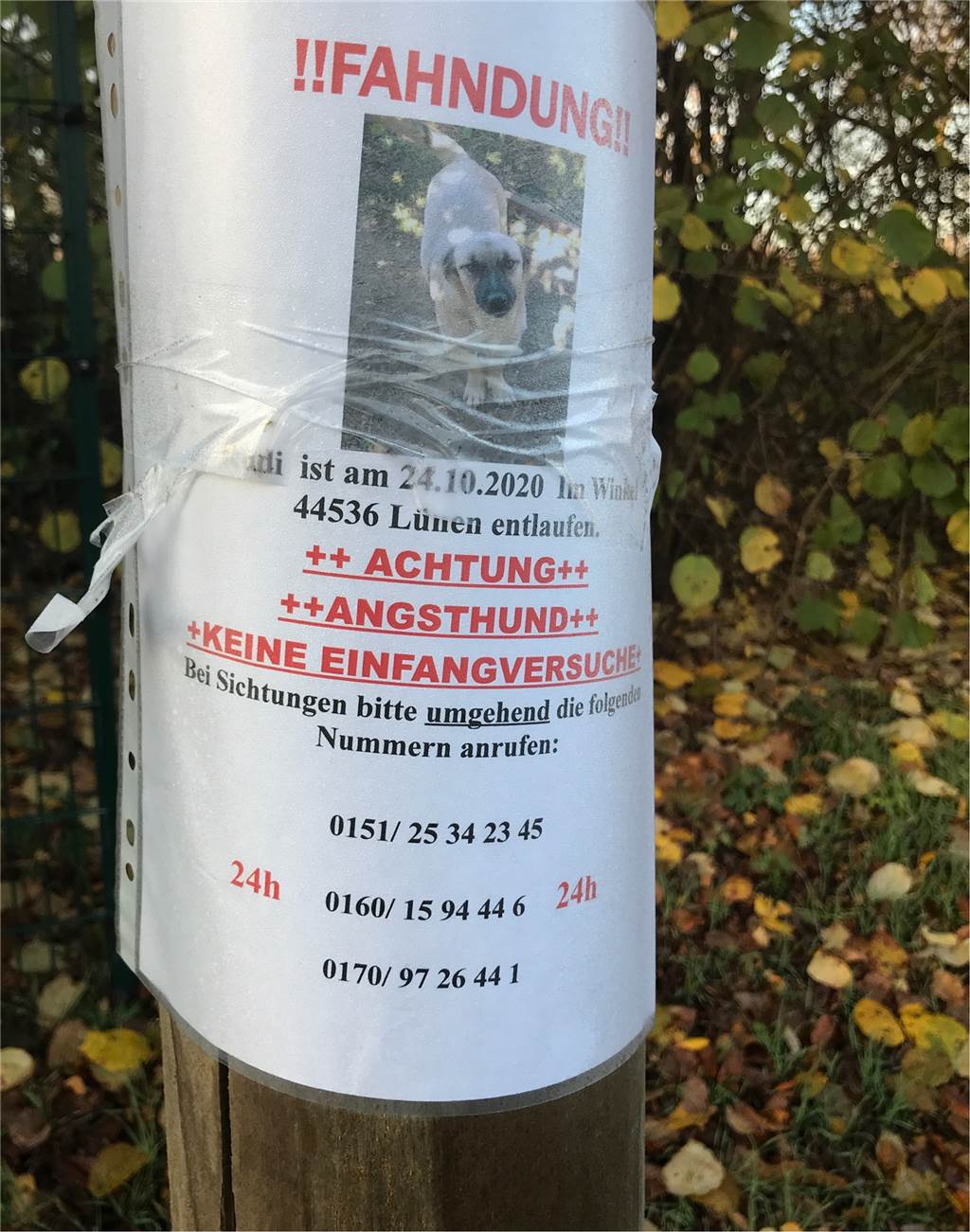 Angsthund Rudi entlaufen: Hunderte Menschen suchen seit sechs Wochen An einem Strommast zwischen dem Castrop-Rauxeler Ortsteil Frohlinde und dem Dortmunder Stadtteil Westerfilde hängt seit einiger Zeit dieses Plakat.