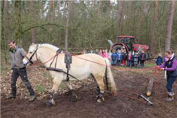 An einer der fünf Stationen wurde den Kindern von Michael Rohlf und Sabrina Schulz gezeigt, wie man mit einem Kaltblut-Rückepferd Baumstämme aus dem Wald herausziehen kann.