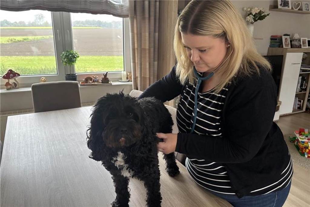 Mobile Tierheilpraxis eröffnet: Natürliche Behandlungen für Hund und Pferd Eine Frau hört einen Hund ab.